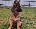 Собаки в Коломне: Продам щенка немецкой овчарки д ш. Девочки Девочка, 50 000 руб. - фото 1