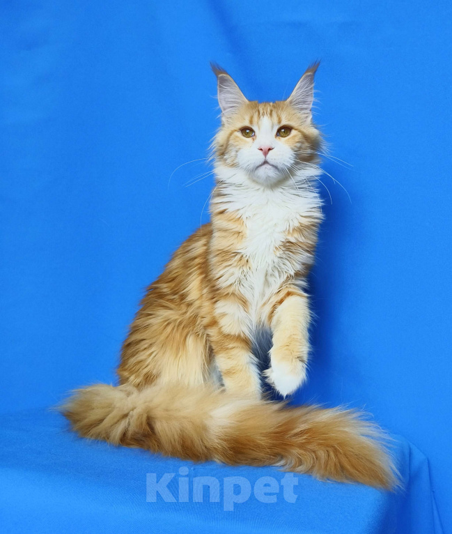 Кошки в Москве: Котенок Мейн-Кун Девочка Девочка, 40 000 руб. - фото 1