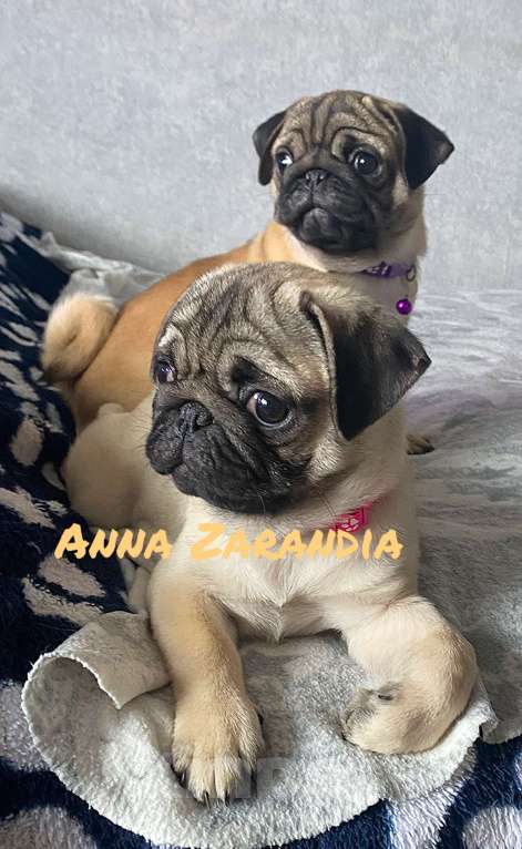 Собаки в Кропоткине: Щенки мопса Разнополые, Бесплатно - фото 3