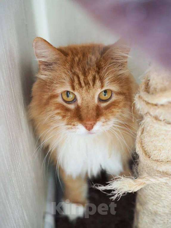 Кошки в Балашихе: Лайм Мальчик, Бесплатно - фото 5