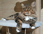 Кошки в Малмыже: Чистокровная кошечка мейн-кун., 20 000 руб. - фото 6