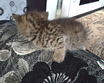 Кошки в Воронеже-45: Котята ищут дом., Бесплатно - фото 3