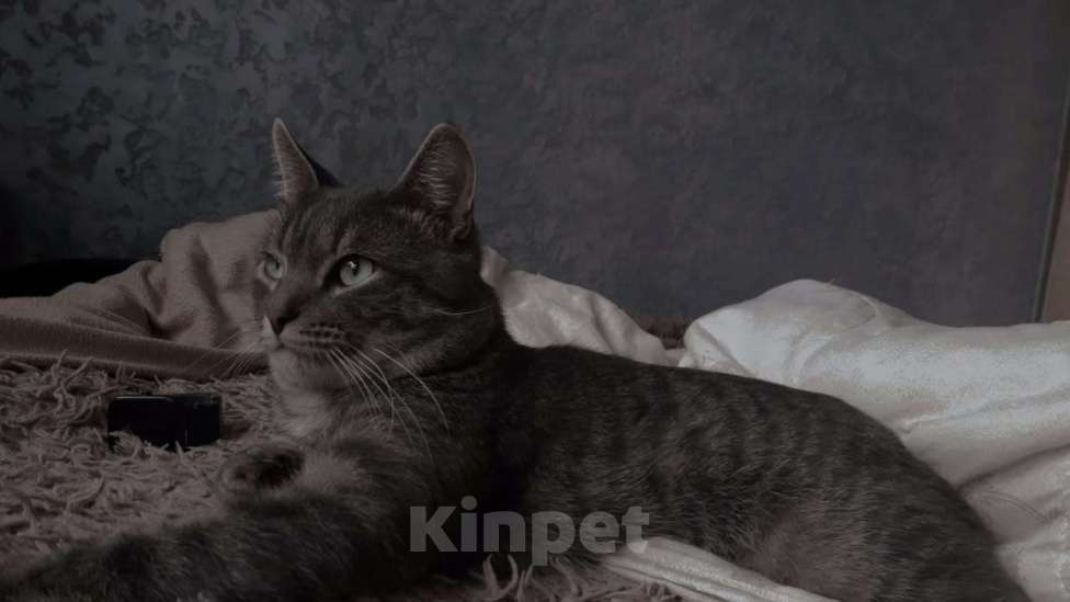 Кошки в Лысьве: Ищу новый дом с добрыми и хорошими хозяевыми, которые готовы принять моего кота. Мальчик, Бесплатно - фото 1