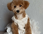 Собаки в Новосибирске: Щенок мальтипу, девочка Девочка, 45 000 руб. - фото 3