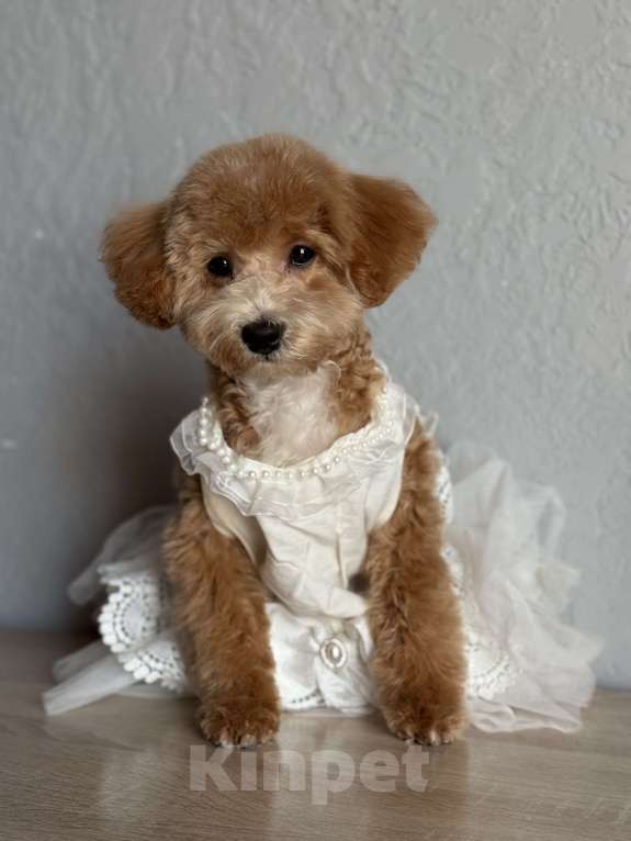 Собаки в Новосибирске: Щенок мальтипу, девочка Девочка, 45 000 руб. - фото 3