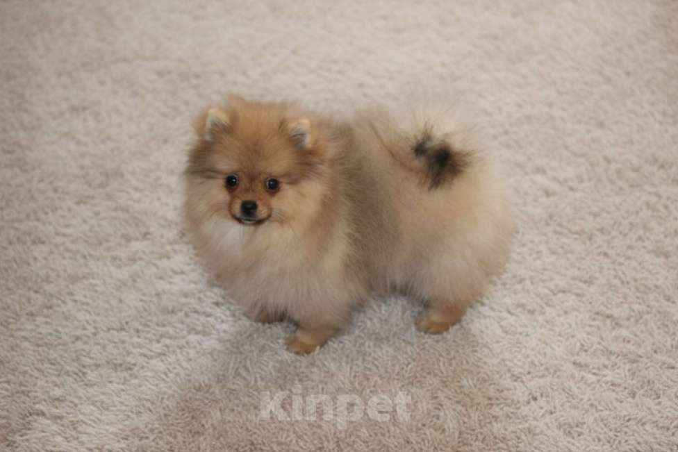 Собаки в Раменском: Девочка шпица Девочка, 50 000 руб. - фото 2