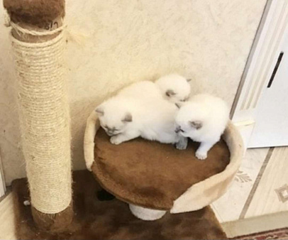 Рэгдолл для Вас 