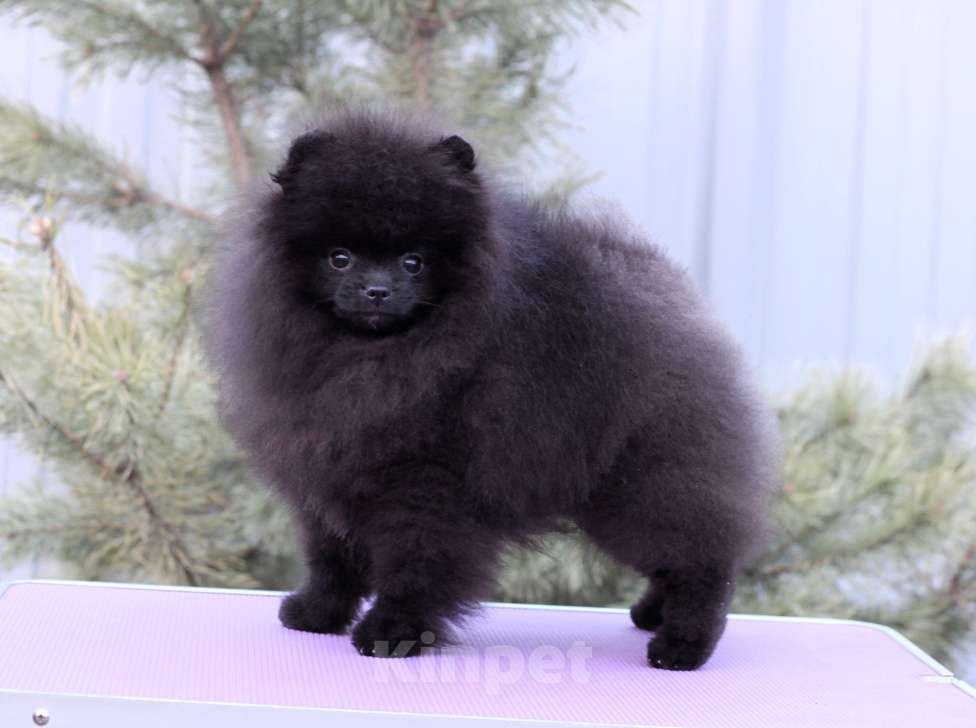 Собаки в Москве: Прекрасный черный мальчик Мальчик, Бесплатно - фото 8