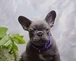 Собаки в Перми: Щенки французского бульдога Разнополые, Бесплатно - фото 2