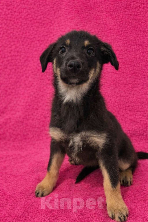 Собаки в Москве: Девочка щенок Гайка ищет дом Девочка, Бесплатно - фото 3