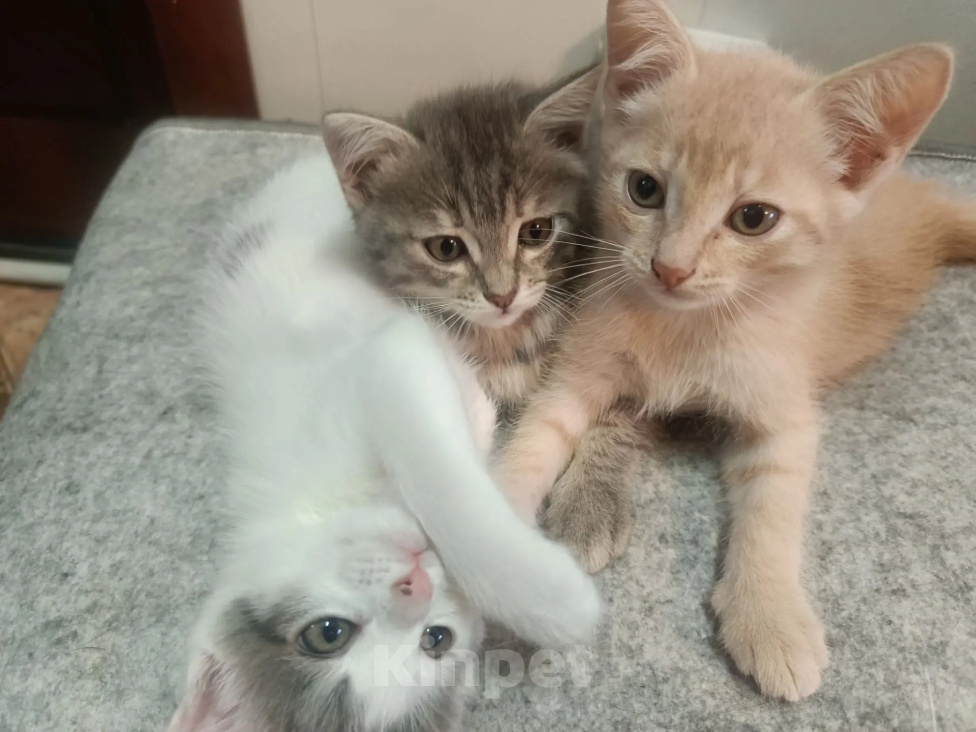Кошки в Омске: Отдаю котят в добрые руки Разнополые, Бесплатно - фото 1