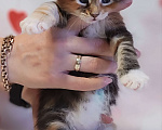 Кошки в Санкт-Петербурге: Котенок Мейн кун из питомника  Девочка, 60 000 руб. - фото 1