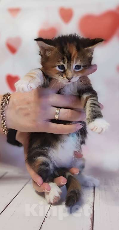 Кошки в Санкт-Петербурге: Котенок Мейн кун из питомника  Девочка, 60 000 руб. - фото 1