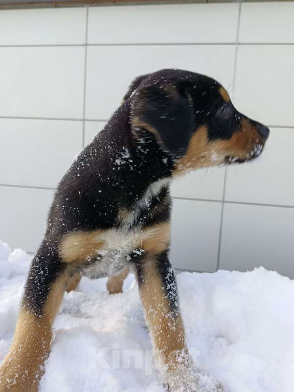 Собаки в других городах Ленинградской области: Щенок триколор  Мальчик, Бесплатно - фото 2