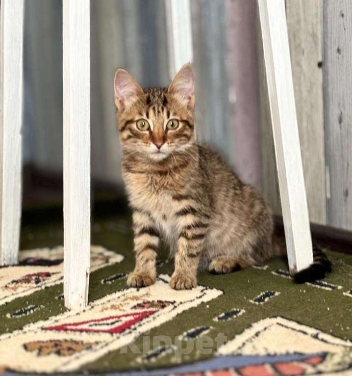 Кошки в Москве: Очень красивые котята (5 мес.) в добрые руки Девочка, Бесплатно - фото 5