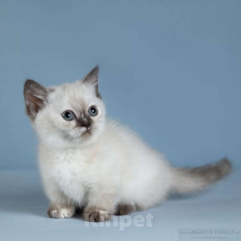 Кошки в Москве: Менуэт Девочка, Бесплатно - фото 2