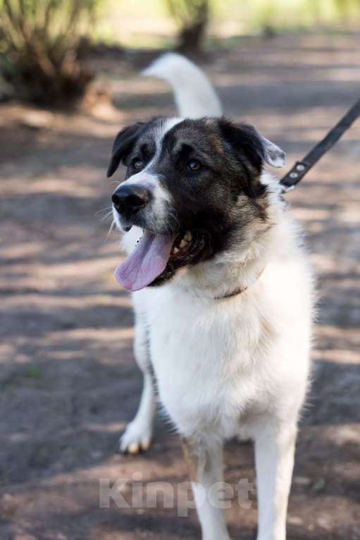 Собаки в Москве: Эмиль...он же Емеля...он же булочка Мальчик, Бесплатно - фото 4