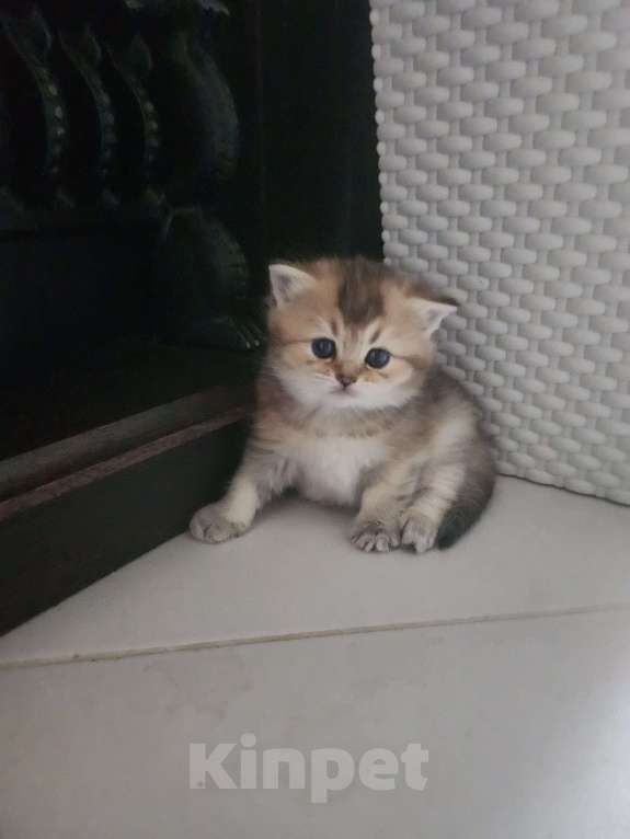 Кошки в Москве: Шотландские  котята  Мальчик, 25 000 руб. - фото 8