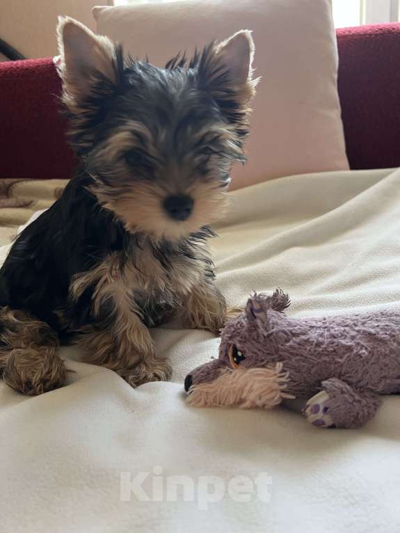 Собаки в Москве: Крошки горошки йоркширского терьера ищут маму! Разнополые, Бесплатно - фото 7