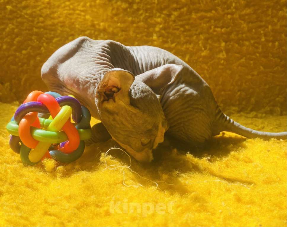 Кошки в Сочи: Эльф Мальчик, 20 000 руб. - фото 2