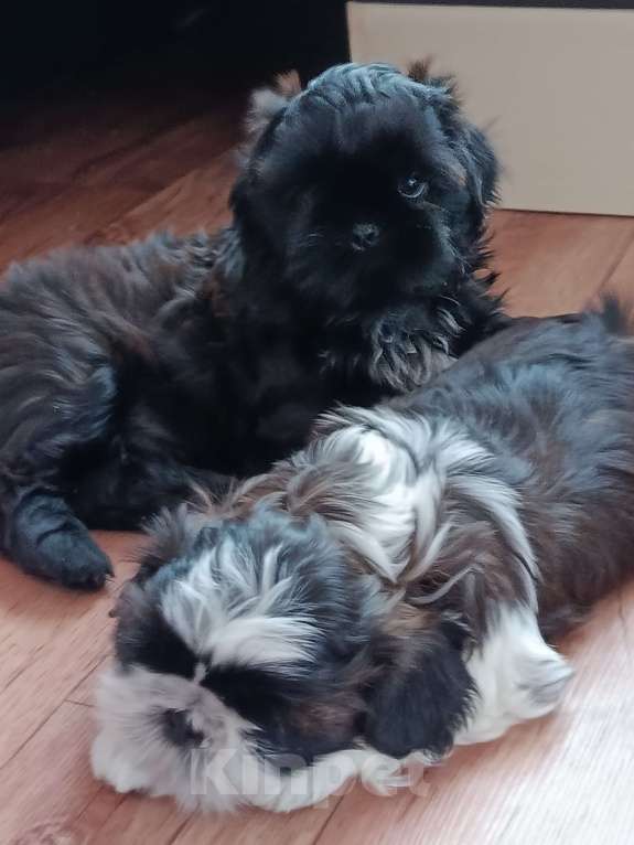 Собаки в Тюмени: Щенки ши-тцу Мальчик, 45 000 руб. - фото 6