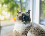 Кошки в Томске: Девочка кошка Девочка, 15 000 руб. - фото 2