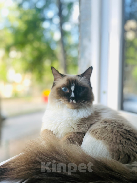 Кошки в Томске: Девочка кошка Девочка, 15 000 руб. - фото 2