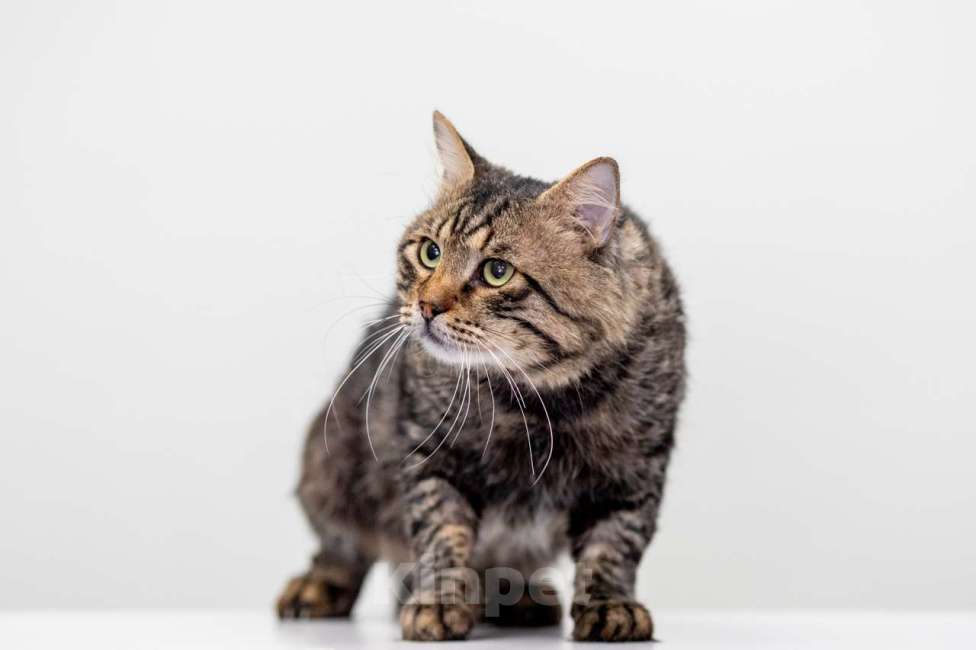 Кошки в Москве: Тигра Мальчик, Бесплатно - фото 2