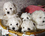 Собаки в Сыктывкаре: Бишон Фризе Мальчик, Бесплатно - фото 6