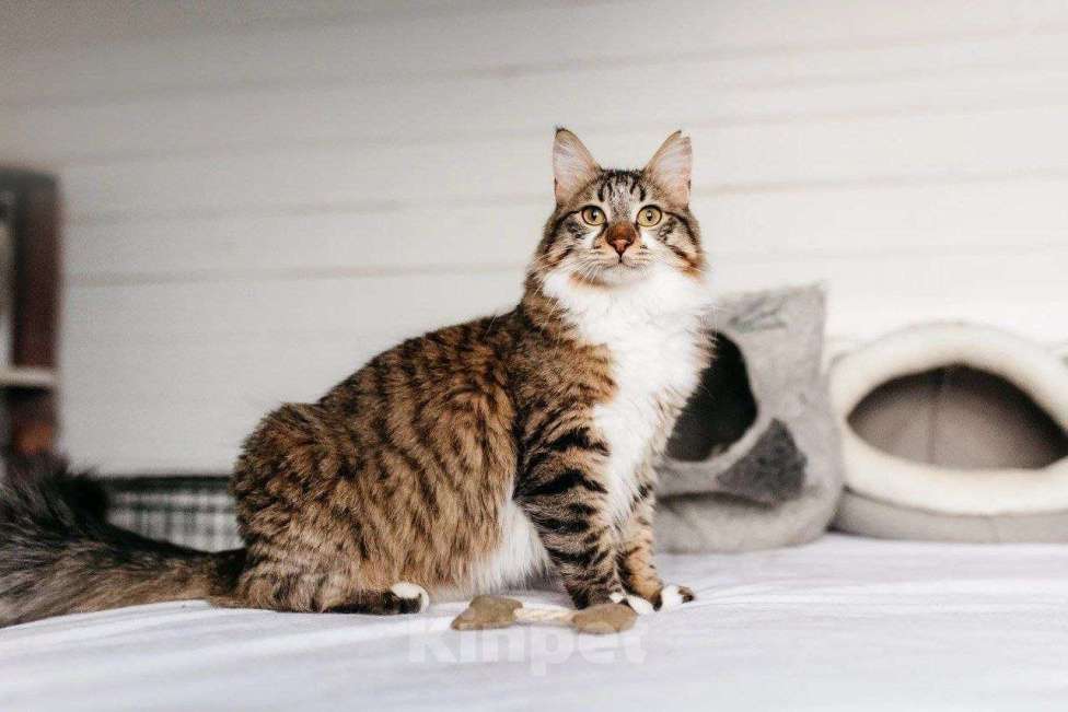 Кошки в Москве: Кот Кемер ищет дом Мальчик, Бесплатно - фото 5