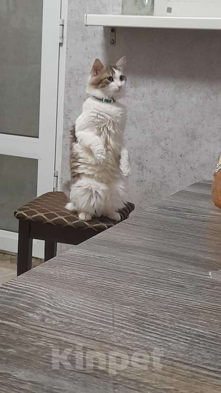 Кошки в Севастополе: Потерялся кот  Мальчик, Бесплатно - фото 2