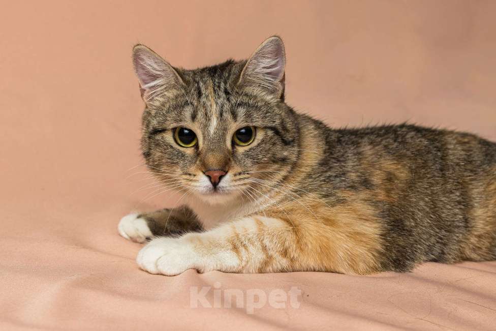 Кошки в Москве: Лада, 10 месяцев Девочка, Бесплатно - фото 4