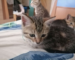 Кошки в Ногинске: Котенок 2 месяца Мальчик, Бесплатно - фото 1