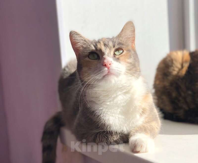 Кошки в Москве: Молодая кошечка Мася ищет дом. Девочка, Бесплатно - фото 8