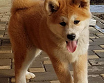 Собаки в Краснодаре: Акита Мальчик, 20 000 руб. - фото 2