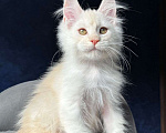 Кошки в Санкт-Петербурге: Девочка мейн кун Девочка, 20 000 руб. - фото 2