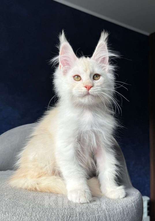 Кошки в Санкт-Петербурге: Девочка мейн кун Девочка, 20 000 руб. - фото 2