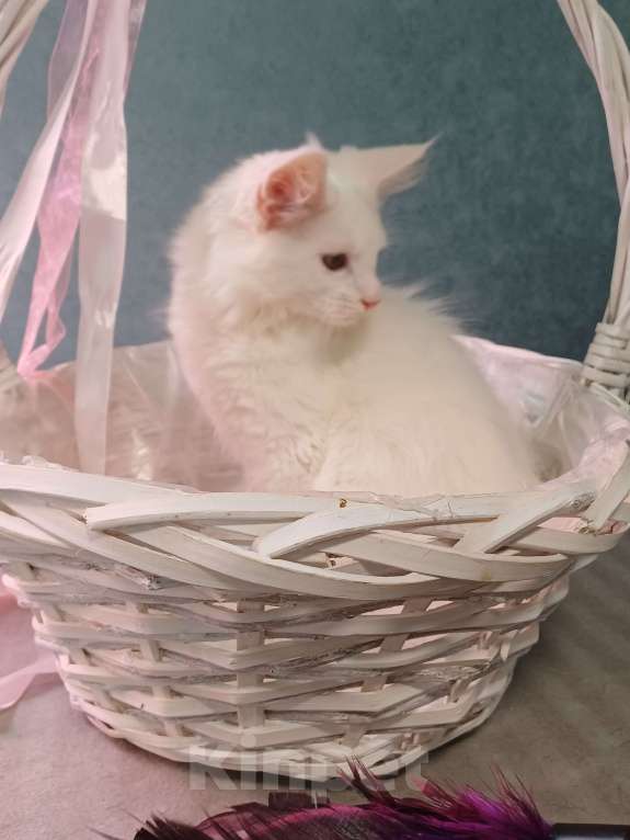 Кошки в Йошкаре-Оле: Очаровательная Mersedes Девочка, 25 000 руб. - фото 2