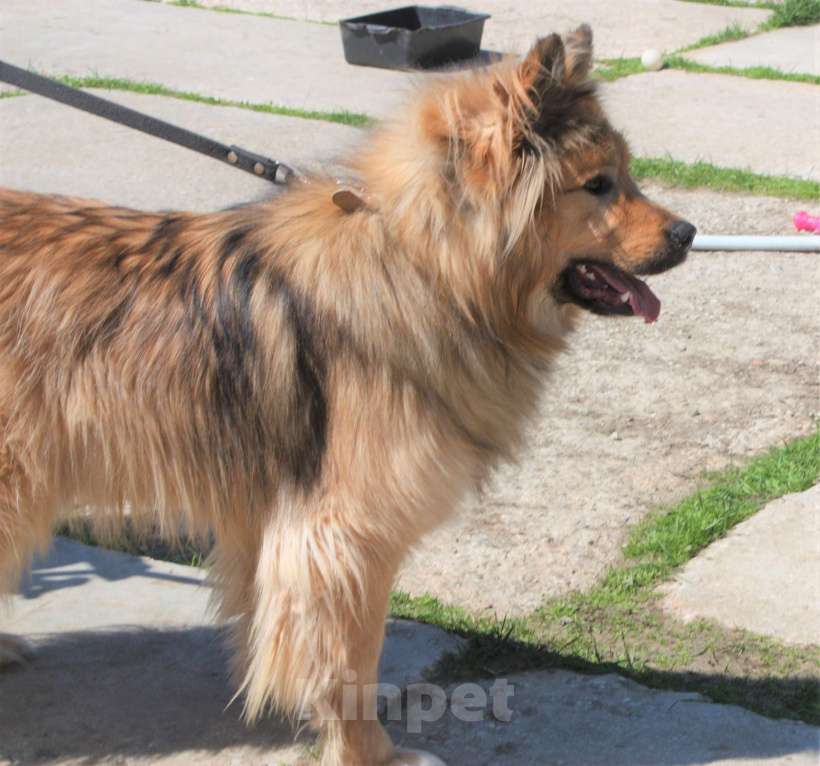 Собаки в Москве: Мишка в поисках дома и своей семьи  Мальчик, Бесплатно - фото 9