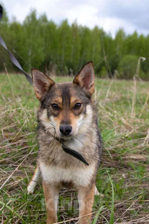 Собаки в Москве: Лучистая Марли в Добрые руки! Девочка, Бесплатно - фото 3