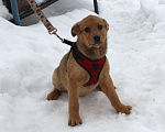 Собаки в Москве: Щенулька  Лисёна ищет свою любимую семью Девочка, Бесплатно - фото 6