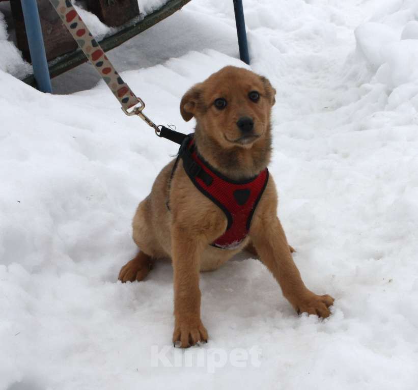 Собаки в Москве: Щенулька  Лисёна ищет свою любимую семью Девочка, Бесплатно - фото 6