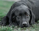 Собаки в Санкт-Петербурге: Щенок лабрадора-черный мальчик Мальчик, 90 000 руб. - фото 1