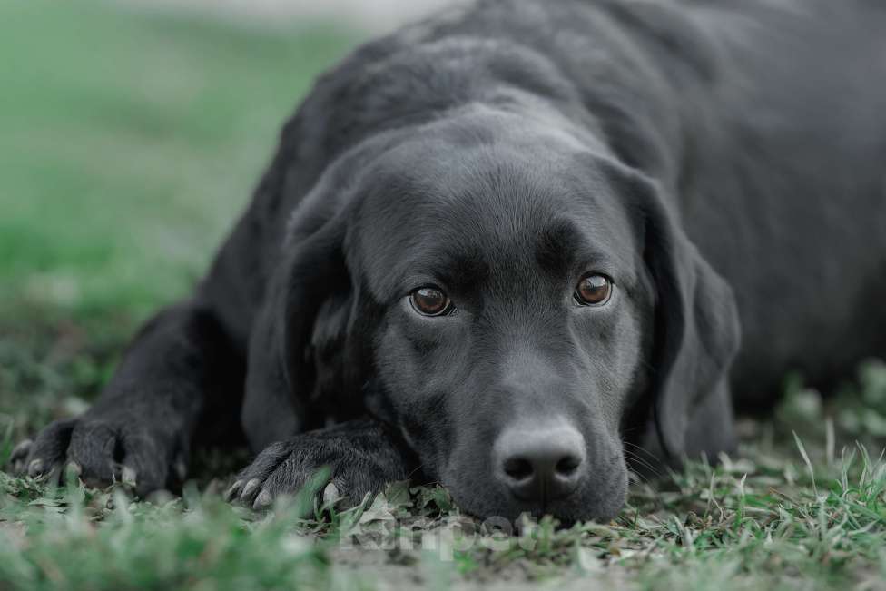 Собаки в Санкт-Петербурге: Щенок лабрадора-черный мальчик Мальчик, 90 000 руб. - фото 1