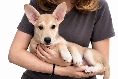 Отдам щенка в добрые руки
