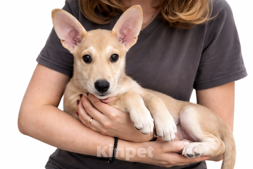 Собаки в других городах Московской области: Отдам щенка в добрые руки Девочка, Бесплатно - фото 1