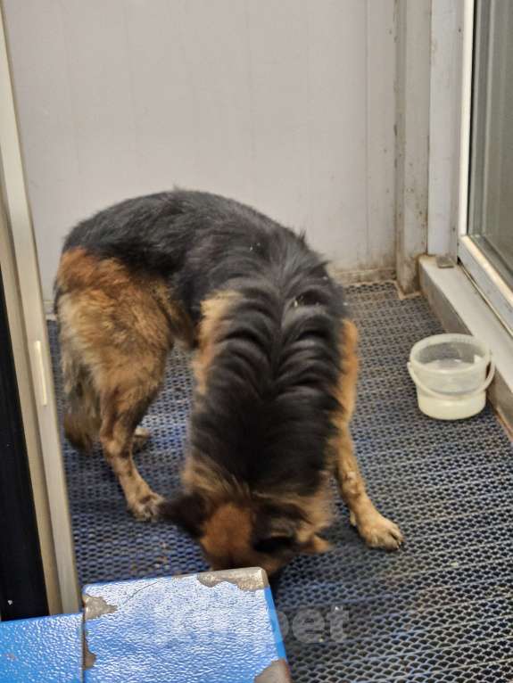 Собаки в Туле: Найден  мальчишка немецкой овчарки  Мальчик, Бесплатно - фото 4