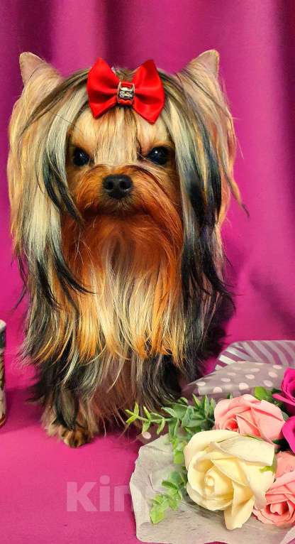 Собаки в Москве: МАЛЬЧИКИ-КРАСАВЧИКИ РКФ Мальчик, Бесплатно - фото 5