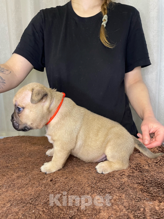 Собаки в Воронеже: Американский булли щенки Разнополые, 130 руб. - фото 8