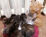 Кошки в Балее: Котята Мейн - кун, 8 000 руб. - фото 1